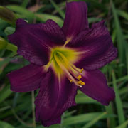 What's Good for the Goose Daylily